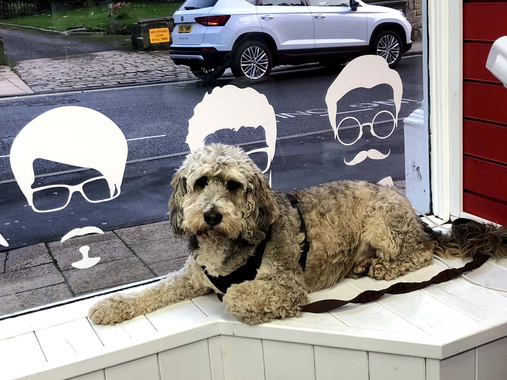 A dog resting by the illustrated front window inside Rony's Barbers